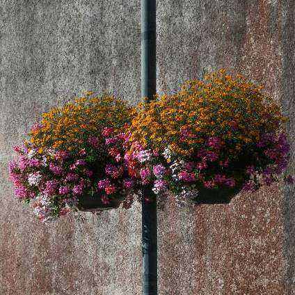 Composition pro